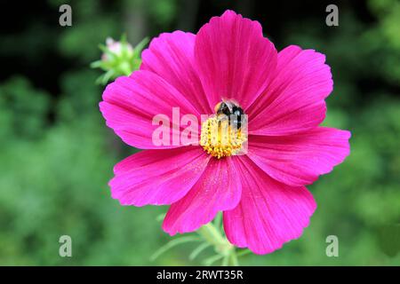 Rot-violette Kosmetik mit Hummel auf den gelben Staubblättern, Hintergrund Garten in Unschärfe Stockfoto