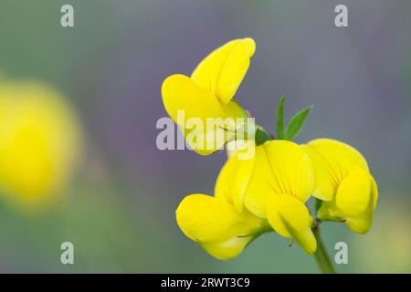 Gewöhnliche Vögel-Fuß-Trefoil ist eine wichtige Nektarquelle für viele Insekten (Deervetch), gewöhnliche Vögel-Fuß-Trefoil ist eine wichtige Nektarquelle für Stockfoto