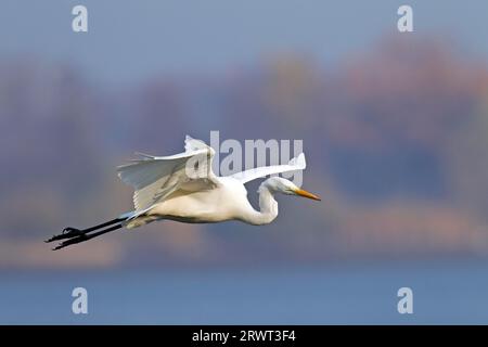 Der Großreiher (Ardea alba) hat einen langsamen Flug mit zurückgezogenem Hals, genannt S-förmig (Foto Großegreß Erwachsener Vogel im Flug) Stockfoto