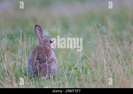 Europäische Kaninchen (Oryctolagus cuniculus), die Neugeborenen sind hilflos und abhängig von ihrer Mutter für die ersten Tage (Foto Kitten), europäisch Stockfoto