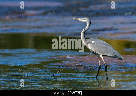 Graureiher (Ardea cinerea) brütet meist in Bäumen, in Holland findet die Züchtung auch in Schilf (Heron) statt (Foto Graureiher juvenile mit A) Stockfoto