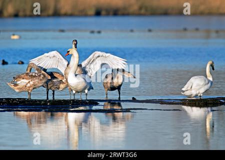 Stummschwan (Cygnus olor), ein großer polnischer Kolben wog 23 kg, und dies gilt als das größte Gewicht, das jemals von einem fliegenden Vogel weltweit nachgewiesen wurde (Foto Stummschalten) Stockfoto