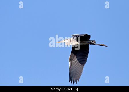 Graureiher (Ardea cinerea) erreichen eine Körperlänge von 90, 98 cm (Foto Graureiher Erwachsener Vogel im Flug), Graureiher hat eine Körperlänge von 90 bis Stockfoto