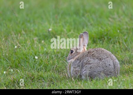 Europäisches Kaninchen (Oryctolagus cuniculus), die Mutter gebärt die Kätzchen in einer Nistgrube, die von der Hirschkuh ausgegraben wurde (Foto Erwachsener) Stockfoto