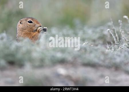 Arktisches Bodenhörnchen (Urocitellus parryii), die Welpen werden haarlos (arktisches Bodenhörnchen) geboren (Foto Erwachsener am Eingang des Grabens), Arktis Stockfoto