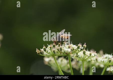 Tachina fera an einer nicht identifizierten Pflanze Stockfoto