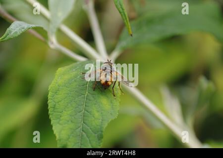 Tachina fera an einer nicht identifizierten Pflanze Stockfoto