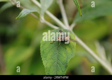 Tachina fera an einer nicht identifizierten Pflanze Stockfoto