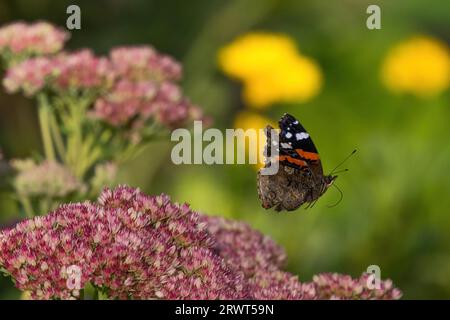 Roter Admiral (Vanessa atalanta), Schmetterling, Fliegen, Hessen, Deutschland, Europa Stockfoto