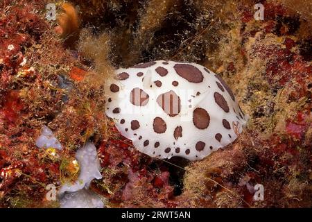 Leopardenschnecke (Discodoris atromaculata), Tauchplatz Meeresschutzgebiet Cap de Creus, Rosas, Costa Brava, Spanien, Mittelmeer, Europa Stockfoto