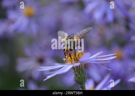 Tachina fera an einer nicht identifizierten Pflanze Stockfoto