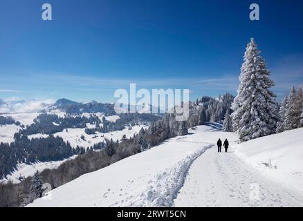 Wanderweg in der tief verschneiten Winterlandschaft vom Zwölferhorn zum Pillstein, Osterhorngruppe, Sankt Gilgen am Wolfgangsee, Salzkammer Stockfoto