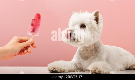 Porträt netter Hund, der Eis isst. west Highland White Terrier. Hochwertige Fotos Stockfoto