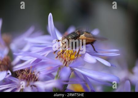 Tachina fera an einer nicht identifizierten Pflanze Stockfoto