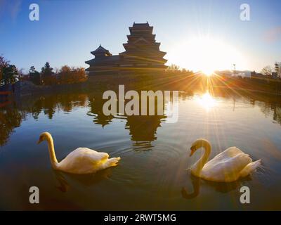 Matsumoto Castle und ein paar Schwäne am Morgen Stockfoto