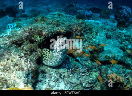 Grosses Retikuliertes Moray Stockfoto