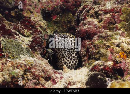 Großes Retikuliertes Moray, Malediven Stockfoto