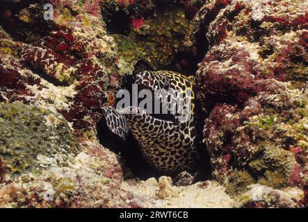 Großes Retikuliertes Moray, Malediven Stockfoto
