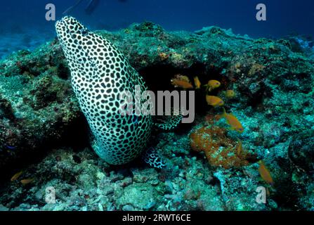 Grosses Retikuliertes Moray Stockfoto