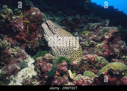 Grosses Retikuliertes Moray Stockfoto