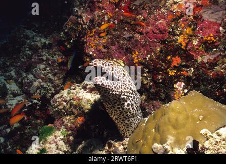 Großes Retikuliertes Moray, Malediven Stockfoto