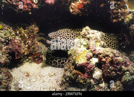 Grosses Retikuliertes Moray Stockfoto