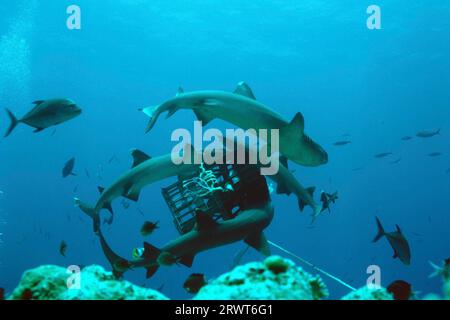 Weißspitzenriffhai (Triaenodon obesus), Forschungshai mit Thunfisch, North Horn, Australien, Südpazifik Stockfoto