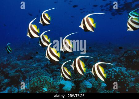 Langflossen-Bannerfisch (Heniochus acuminatus), Rangiroa-Atoll, Tuamotu-Inseln, Französisch-Polynesien, S, Pazifik Stockfoto