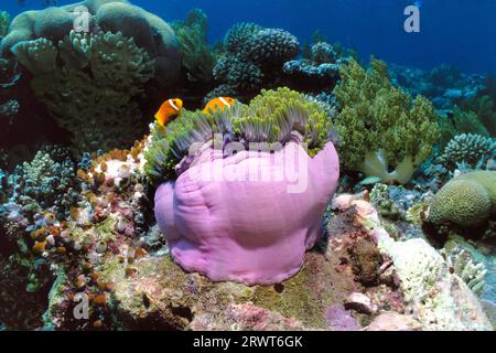 Zwei maledivische Anemonenfische mit Anemone (Amphiprion nigripes), Ari-Atoll, Malediven, Indischer Ozean Stockfoto