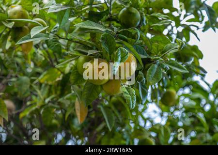 Bio-Zitronenplantagen Früchte Nahaufnahme Hintergrund. Málaga, Andalusien, Spanien. Hintergründe für Grafikdesigner. Stockfoto