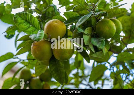 Bio-Zitronenplantagen Früchte Nahaufnahme Hintergrund. Málaga, Andalusien, Spanien. Hintergründe für Grafikdesigner. Stockfoto