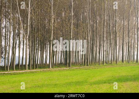 Ein Pappelhain in der Nähe von Morimondo, Lombardei, Po Valley, Italien Stockfoto