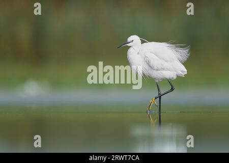 Die Eleganz des Reiher (Egretta garzetta) Stockfoto