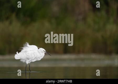 Der geraffte kleine Reiher (Egretta garzetta) Stockfoto