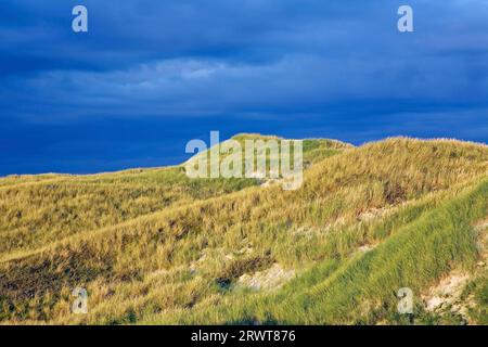 Sanddünen im ersten Morgenlicht an der dänischen Nordseeküste, Syddanmark, Dänemark Stockfoto