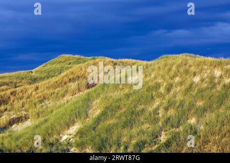 Sanddünen im ersten Morgenlicht an der dänischen Nordseeküste, Syddanmark, Dänemark Stockfoto