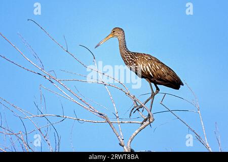 Limpkin (Aramus guarauna), die Kupplung enthält normalerweise 5, 7 Eier (Foto Limpkin Erwachsener Vogel), Limpkin, das Weibchen legt normalerweise 5 bis 7 Eier (Courlan) Stockfoto