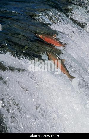 Coho-Lachs, nach dem Eindringen in Süßwasser zum Laichen, entwickeln sie hellrote Seiten (Silberlachs) (Foto Laichlauf) Coho (Oncorhynchus kisutch) Stockfoto