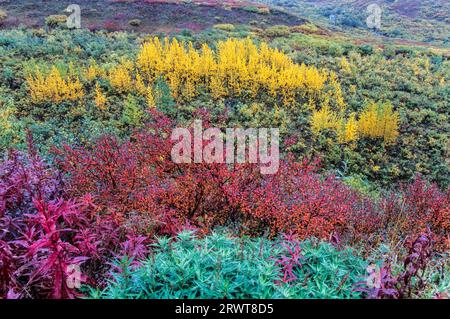 Tundra-Landschaft mit Feueralgen, Zwergbirken und quälendem Aspen im indischen Sommer, Denali National Park, Alaska Stockfoto