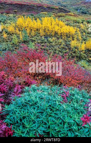 Tundra-Landschaft mit Feueralgen, Zwergbirken und quälendem Aspen im indischen Sommer, Denali National Park, Alaska Stockfoto