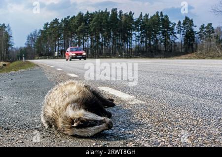 Ein Dachs ist Opfer des Straßenverkehrs, Schweden, Skandinavien Stockfoto