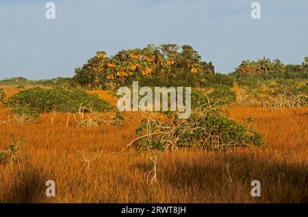 Rote Mangroven und Palmettos in den Everglades, Everglades National Park, Florida Stockfoto