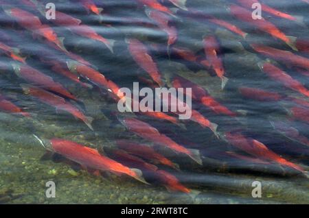 Oncorhynchus nerka ist eine Art des Pazifischen Lachses (Blueback Salmon) (Foto während der Laichwanderung), der Sockeye Salmon ist hauptsächlich Stockfoto