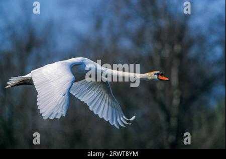 Stummschwan (Cygnus olor) Erwachsener Vogel im Flug über einem Sumpf (Weißer Schwan) Stockfoto