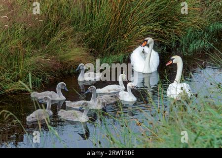 Stummschwan (Cygnus olor), der bei einem Wetter auf der Suche ist, Stummschwanenfamilie, die in einem Bach (Weißer Schwan) auf der Suche nach Nahrungsmitteln ist Stockfoto