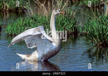 Stummschwan (Cygnus olor) Jungvogel klappt seine Flügel, Stummschwan unreife Vögel klappt seine Flügel (Weißer Schwan) Stockfoto