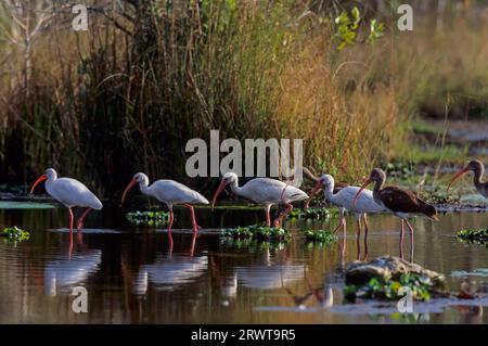 Amerikanischer weißer Ibis (Eudocimus albus) auf der Suche nach Nahrungsmitteln im Sumpf, amerikanischer weißer Ibis auf der Suche nach Nahrungsmitteln im Sumpf (Weißer Ibis) Stockfoto