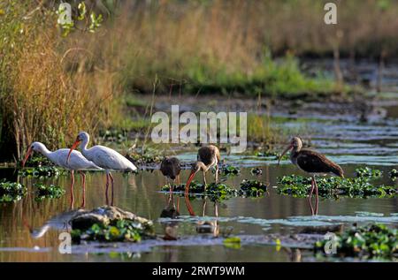 Amerikanischer weißer Ibis (Eudocimus albus) auf der Suche nach Nahrungsmitteln im Sumpf, amerikanischer weißer Ibis auf der Suche nach Nahrungsmitteln im Sumpf (Weißer Ibis) Stockfoto