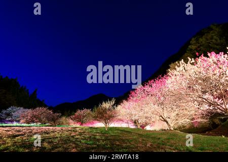 Leuchtet in Hanamomo no Sato Stockfoto