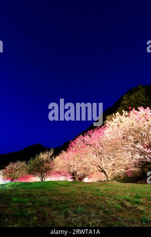 Leuchtet in Hanamomo no Sato Stockfoto